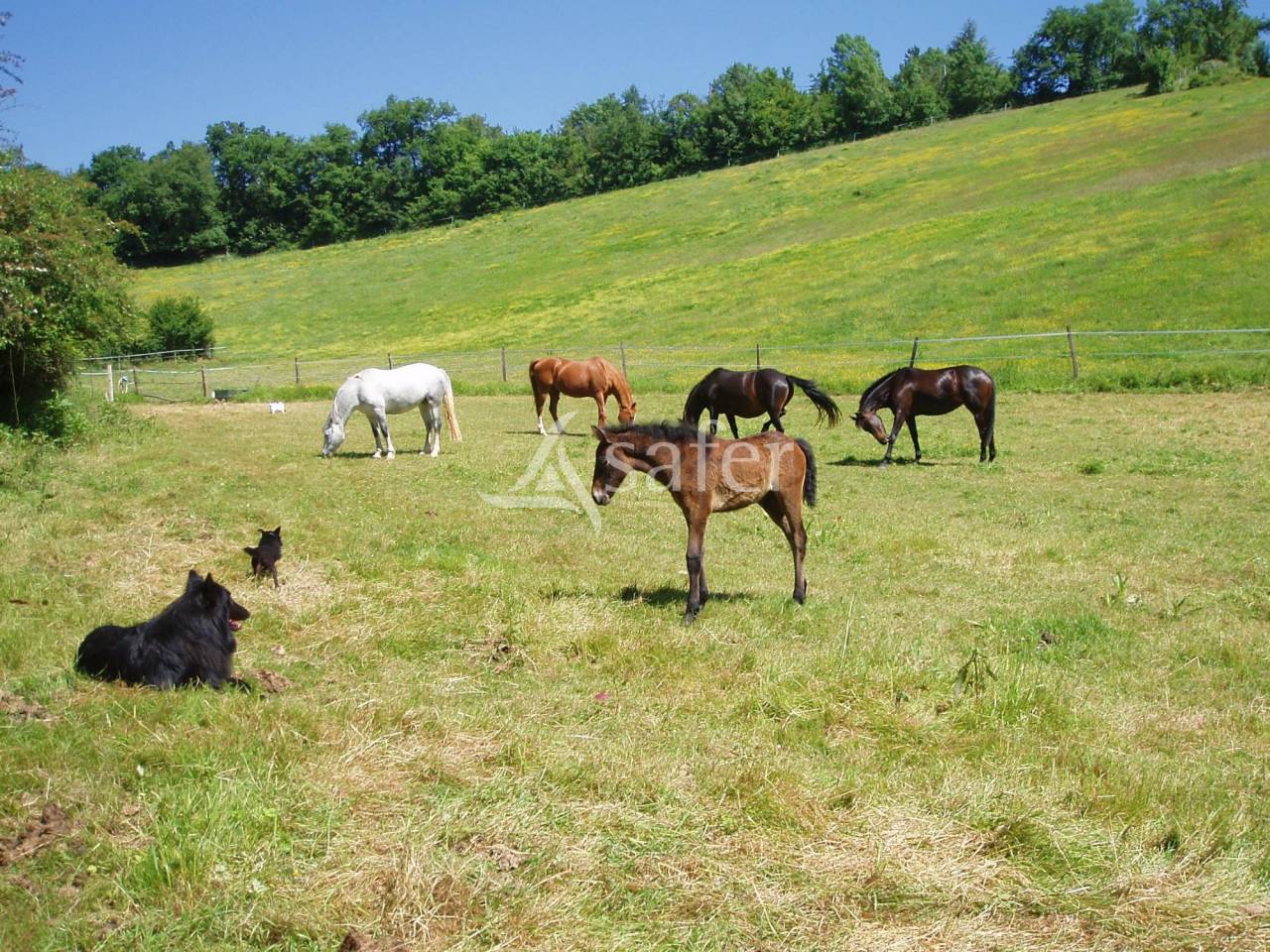 Proche d'Auch - Propriété équine de 5 ha