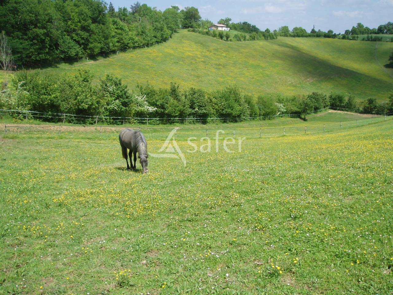 Proche d'Auch - Propriété équine de 5 ha