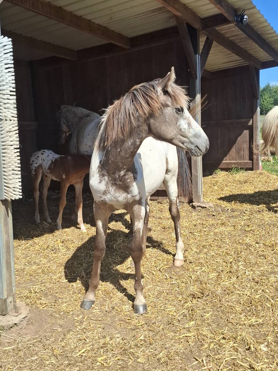 Pouliche PP RBP (crois&eacute;e Appaloosa Fondation)