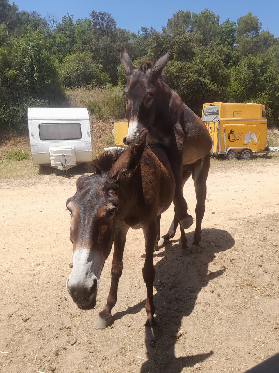 EXCELENTE SEMENTAL DE BURRO CATALÁN DE 5 AÑOS
