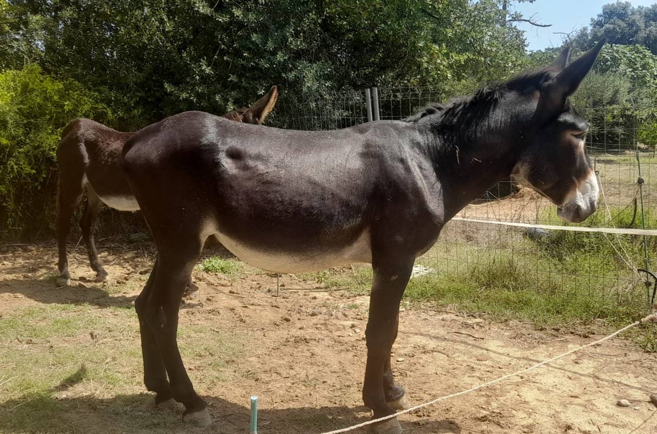 EXCELENTE SEMENTAL DE BURRO CATALÁN DE 5 AÑOS