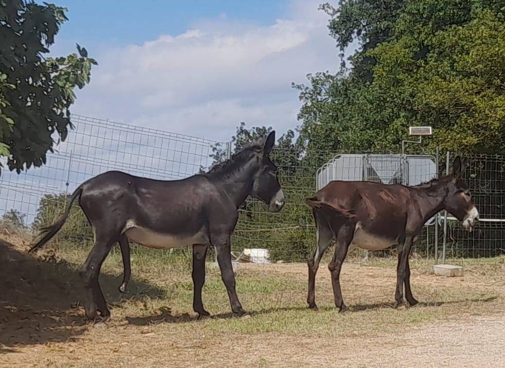 EXCELENTE SEMENTAL DE BURRO CATALÁN DE 5 AÑOS