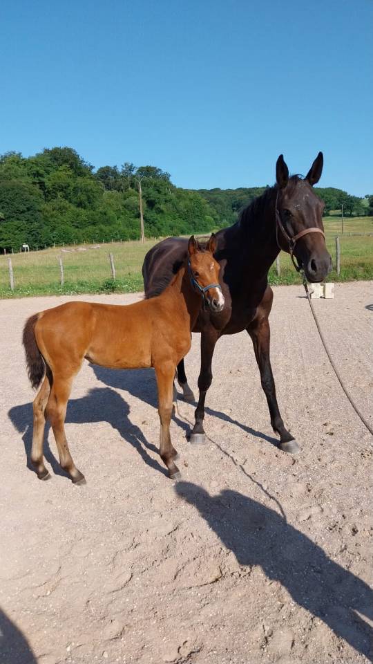 ❤️ magnifique pouliche par Karaganda Semilly