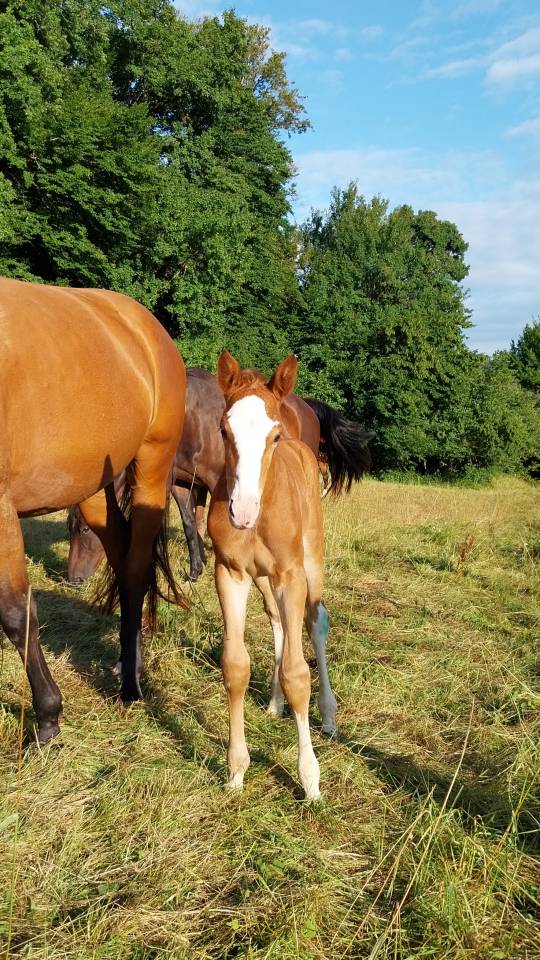❤️ superbe poulain par Kilimandjaro Semilly