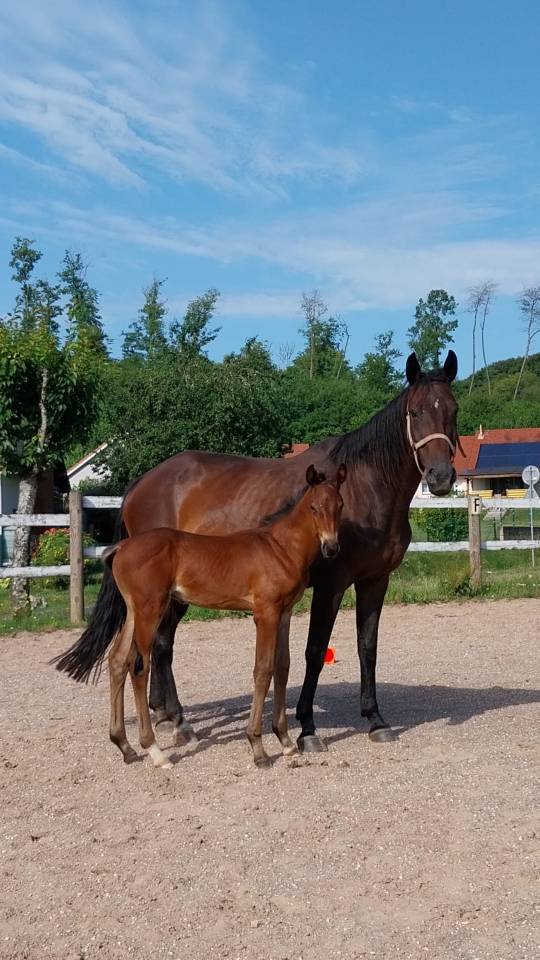 ❤️ poulain doux, fin et élégant