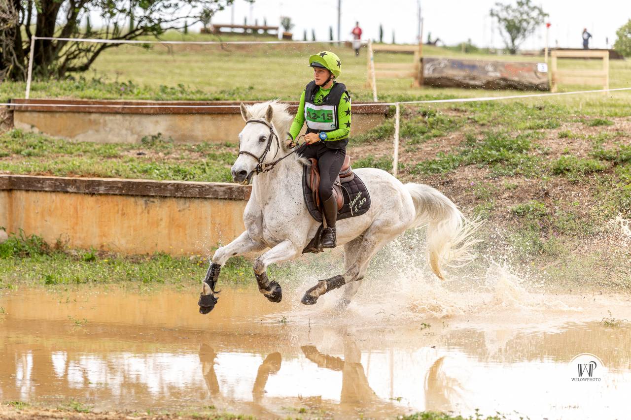 HONGRE CONNEMARA. Poney de sport.