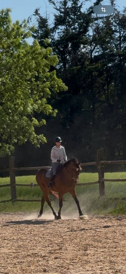 À VENDRE – Cheval Pur-Sang Anglais Hongre