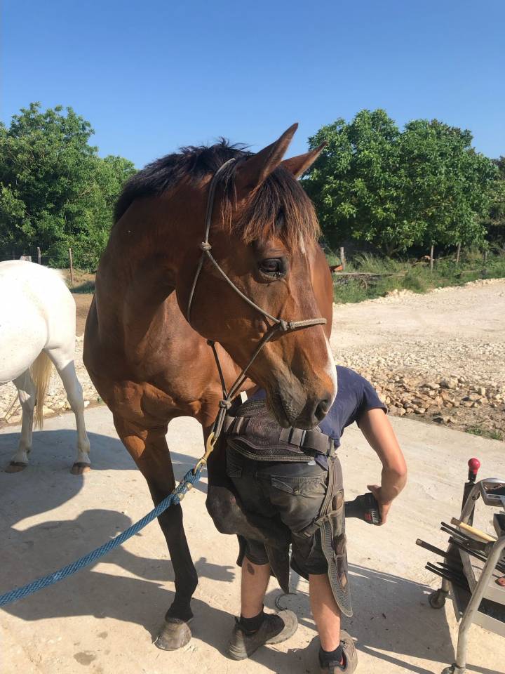 À VENDRE – Cheval Pur-Sang Anglais Hongre