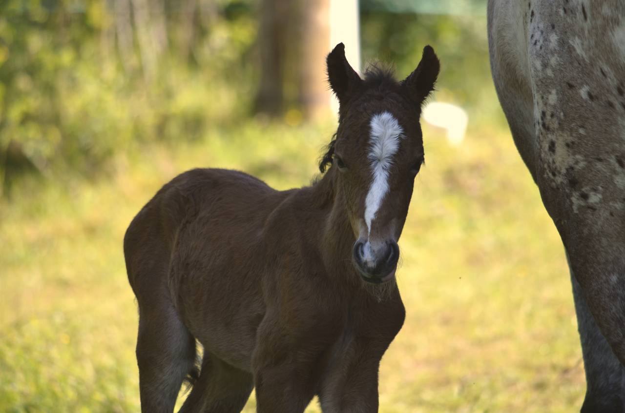  magnifique poulain New Forest  de croisement