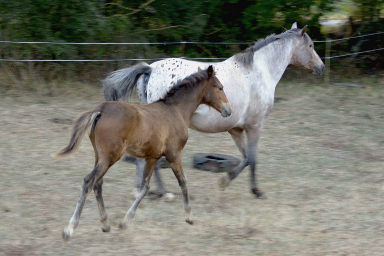  magnifique poulain New Forest  de croisement