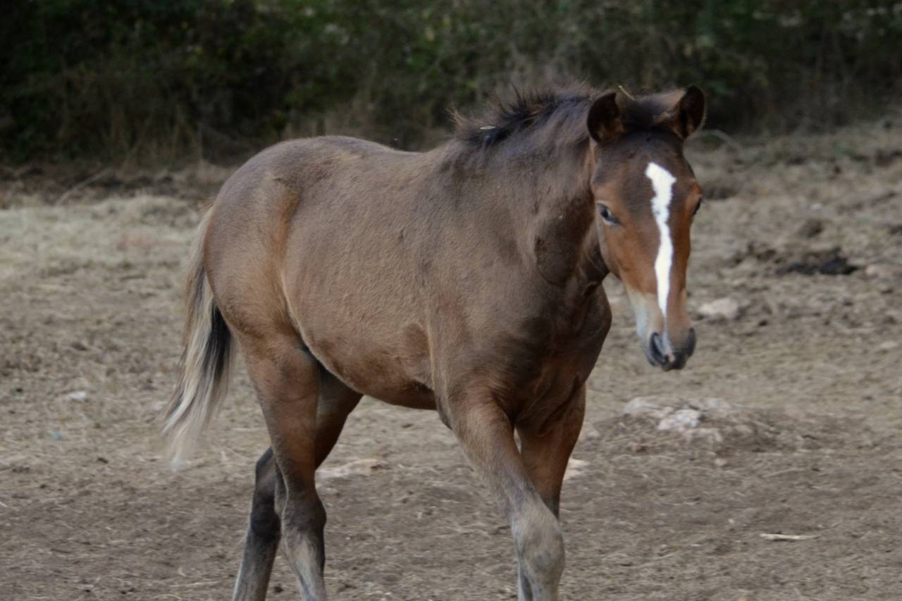  magnifique poulain New Forest  de croisement