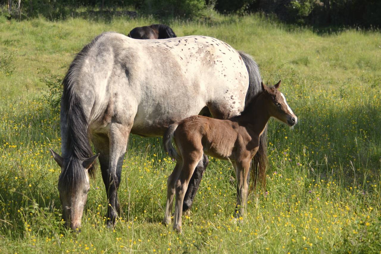  magnifique poulain New Forest  de croisement
