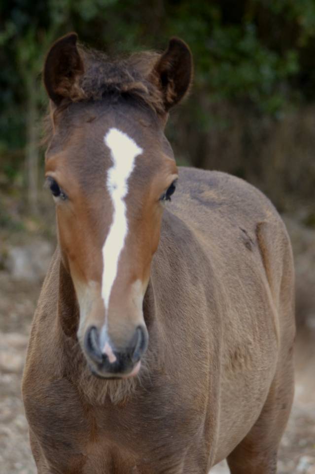  magnifique poulain New Forest  de croisement