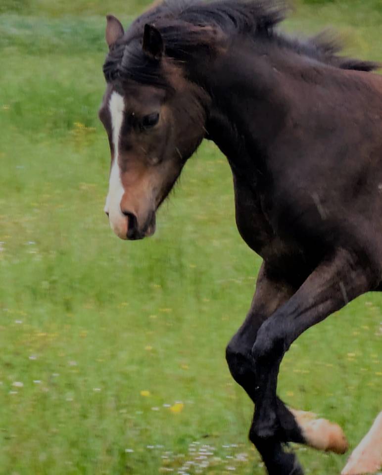  magnifique jument New Forest &nbsp;de croisement 