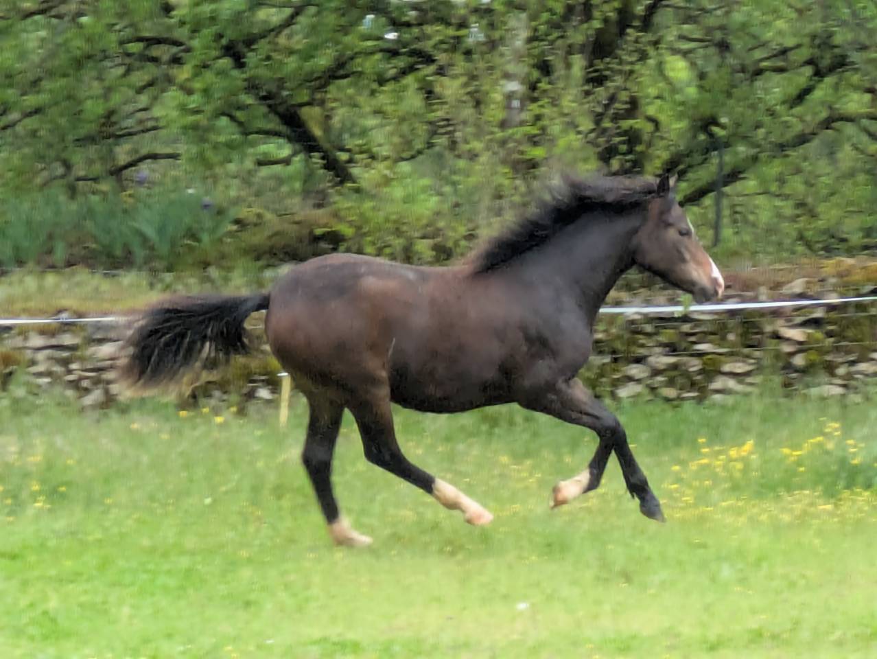  magnifique jument New Forest &nbsp;de croisement 