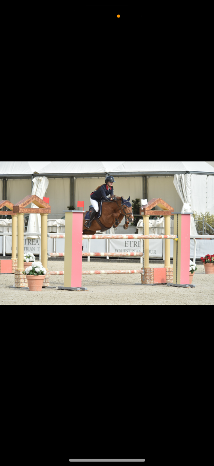 Poney d’exception disponible à la vente. 