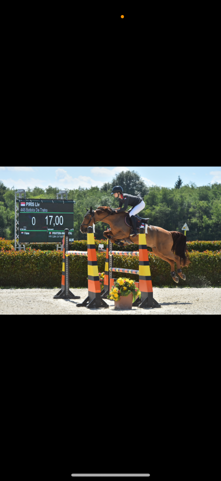 Poney d’exception disponible à la vente. 