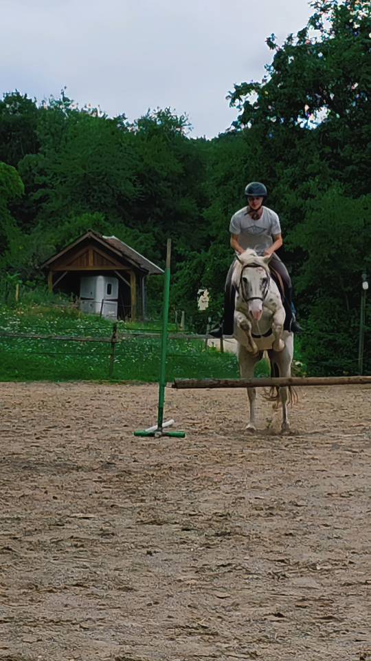 ? Recherche emploi – Palefrenier soigneur