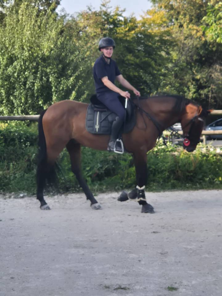 ? Recherche emploi – Palefrenier soigneur