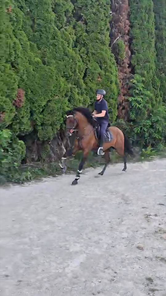 ? Recherche emploi – Palefrenier soigneur