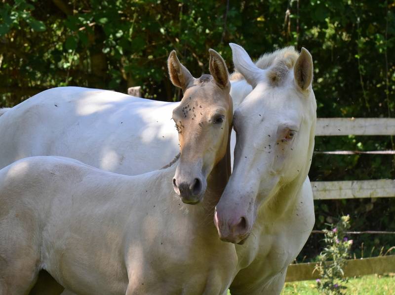 Passionata du Puits Carré pouliche PRE double pearl