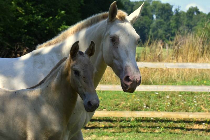 Passionata du Puits Carré pouliche PRE double pearl