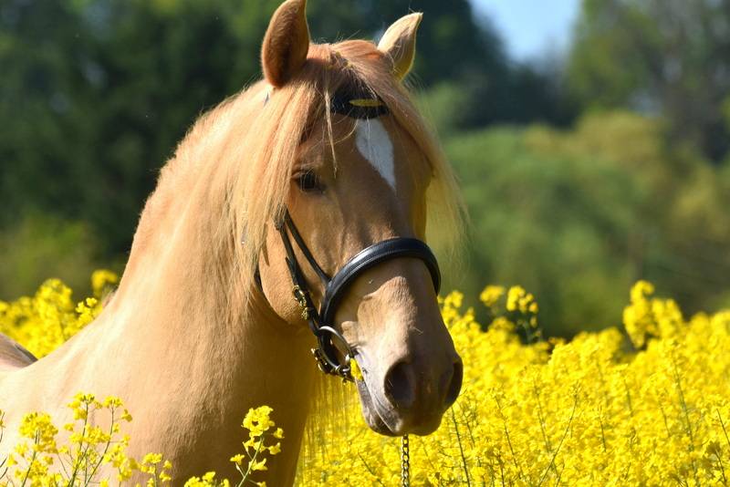 Passionata du Puits Carré pouliche PRE double pearl