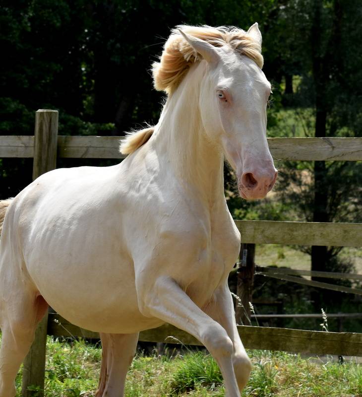 Nantosuelta du Puits Carré pouliche PRE crème 2 ans 