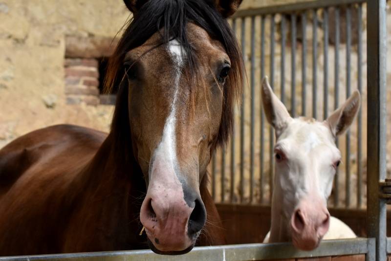 Nantosuelta du Puits Carré pouliche PRE crème 2 ans 