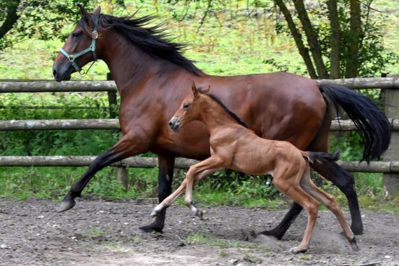 Octavio du Puits Carré, poulain PRE 1 an bai pearl 