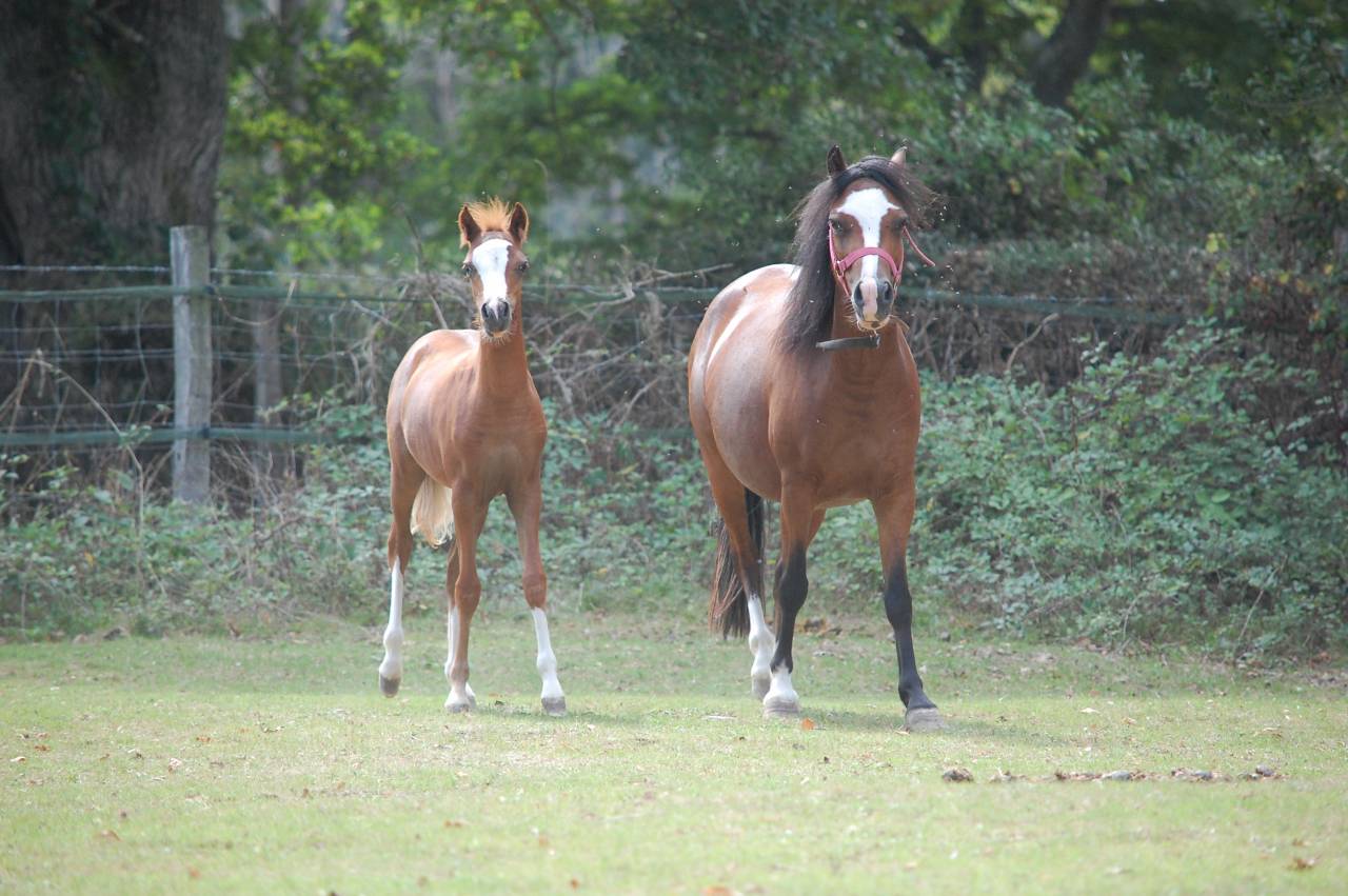 TRES CHIC POULICHE WELSH A