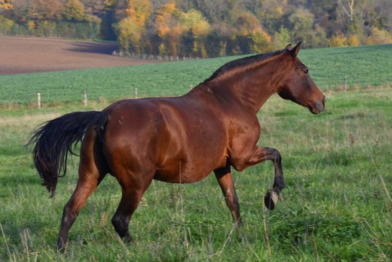 Ohara du Puits Carré