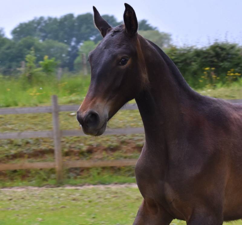 Ohara du Puits Carré