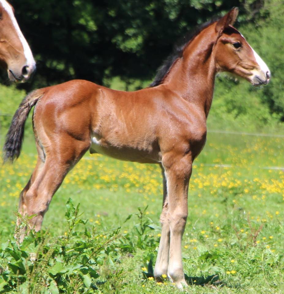 Poulain 2025 Itoki de riverland x cor de hus