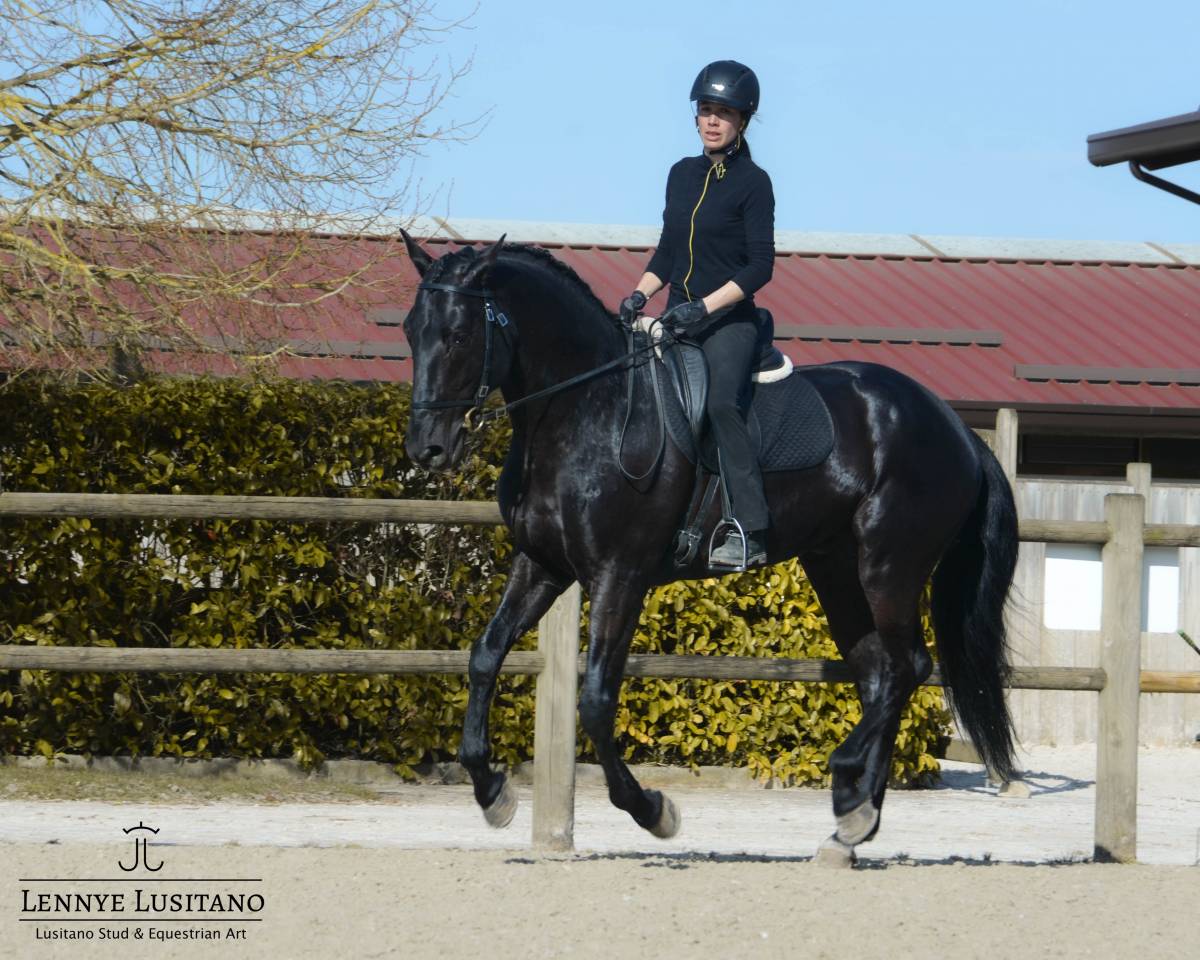 Nigra, Pur-Sang Lusitanien 