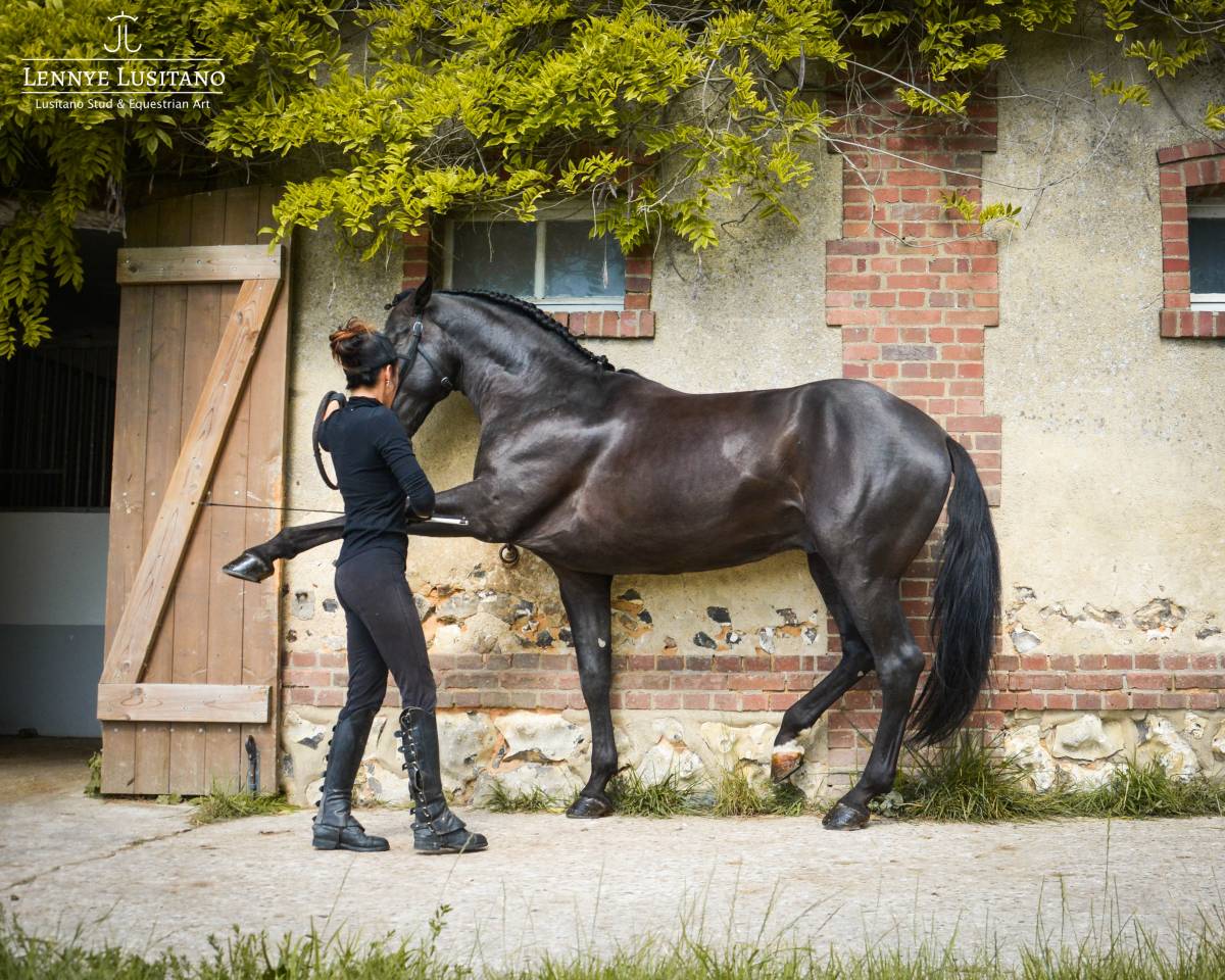 Nigra, Pur-Sang Lusitanien 