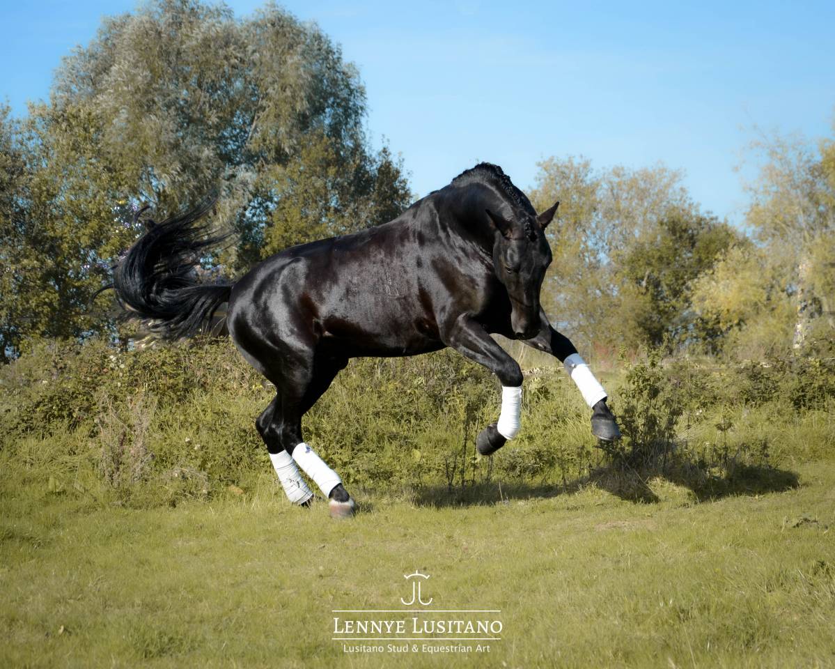 Nigra, Pur-Sang Lusitanien 