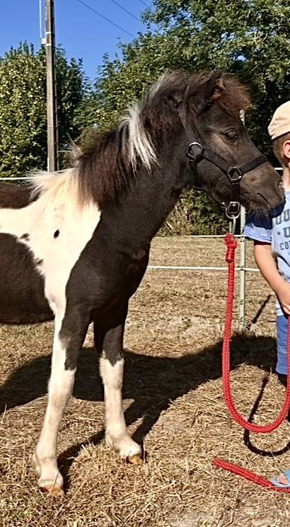 Pouliche pie Welsh x shetland OC 