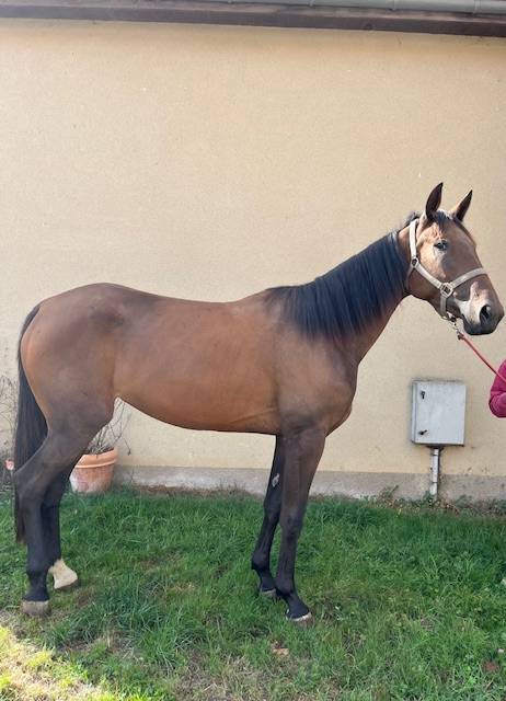 POULINIERE TF SAILLIE PAR ETALON SF