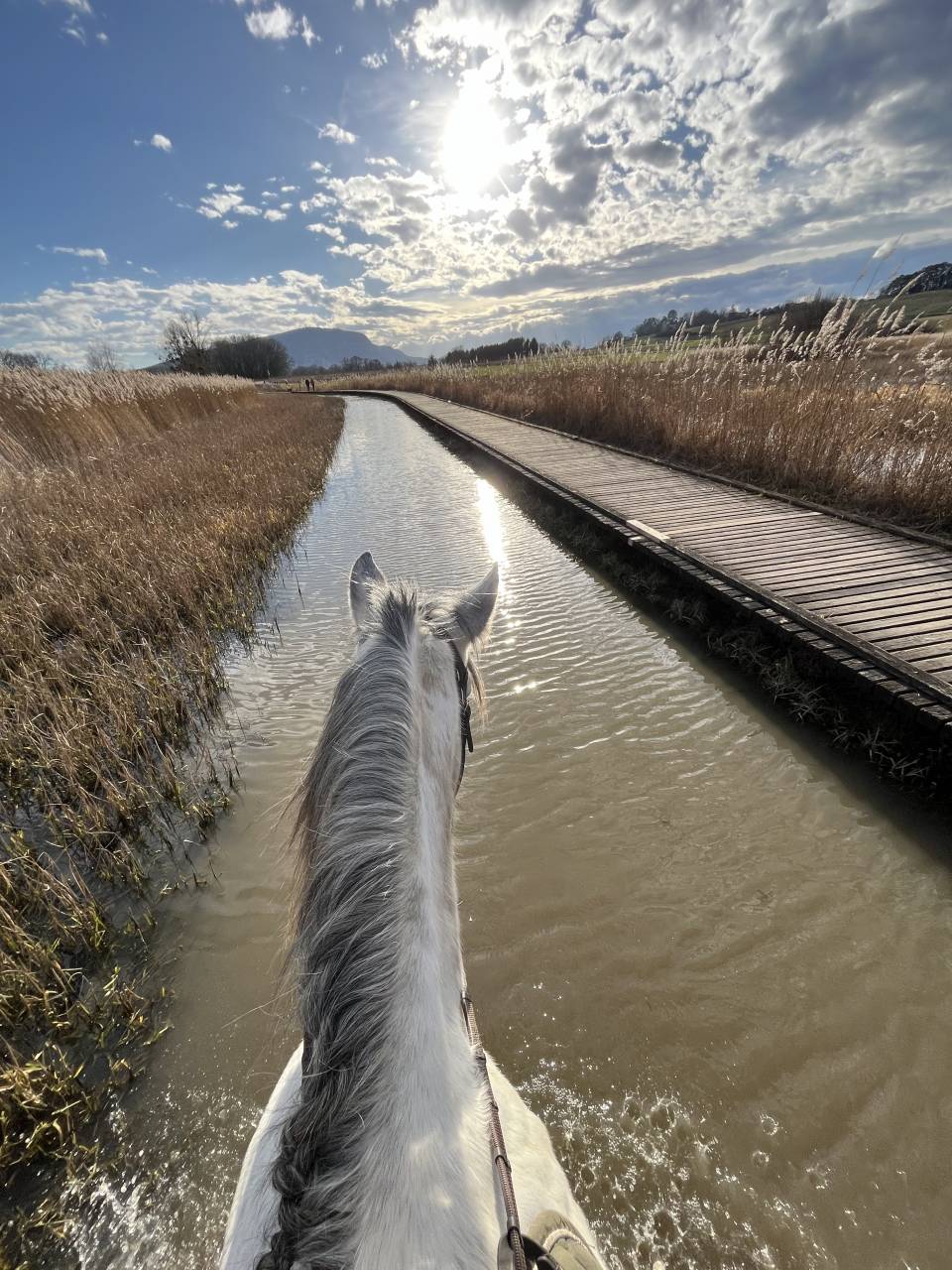 Demi Pension disponible près de Genève