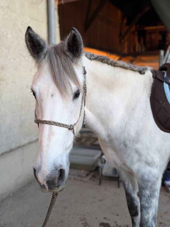 Demi Pension disponible près de Genève