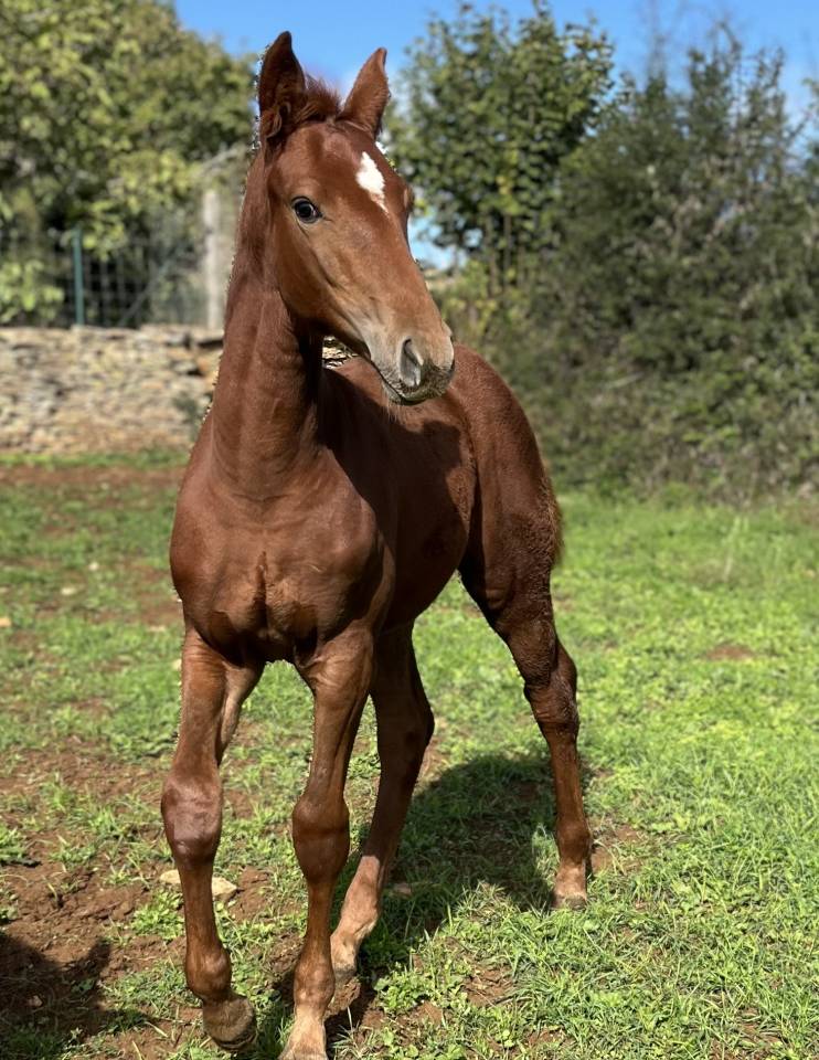 Pouliche sf Casallo z