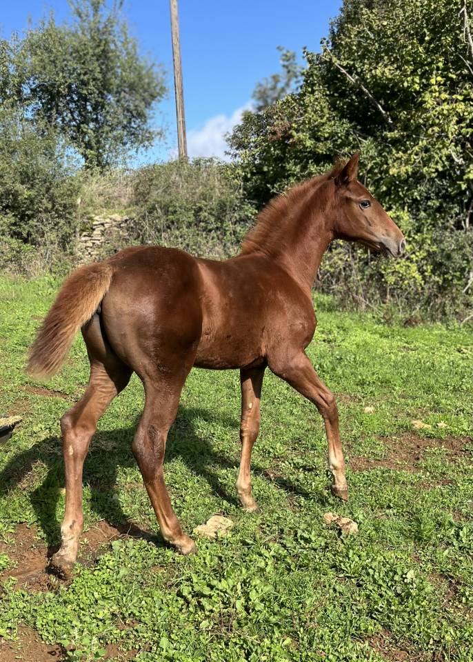 Pouliche sf Casallo z