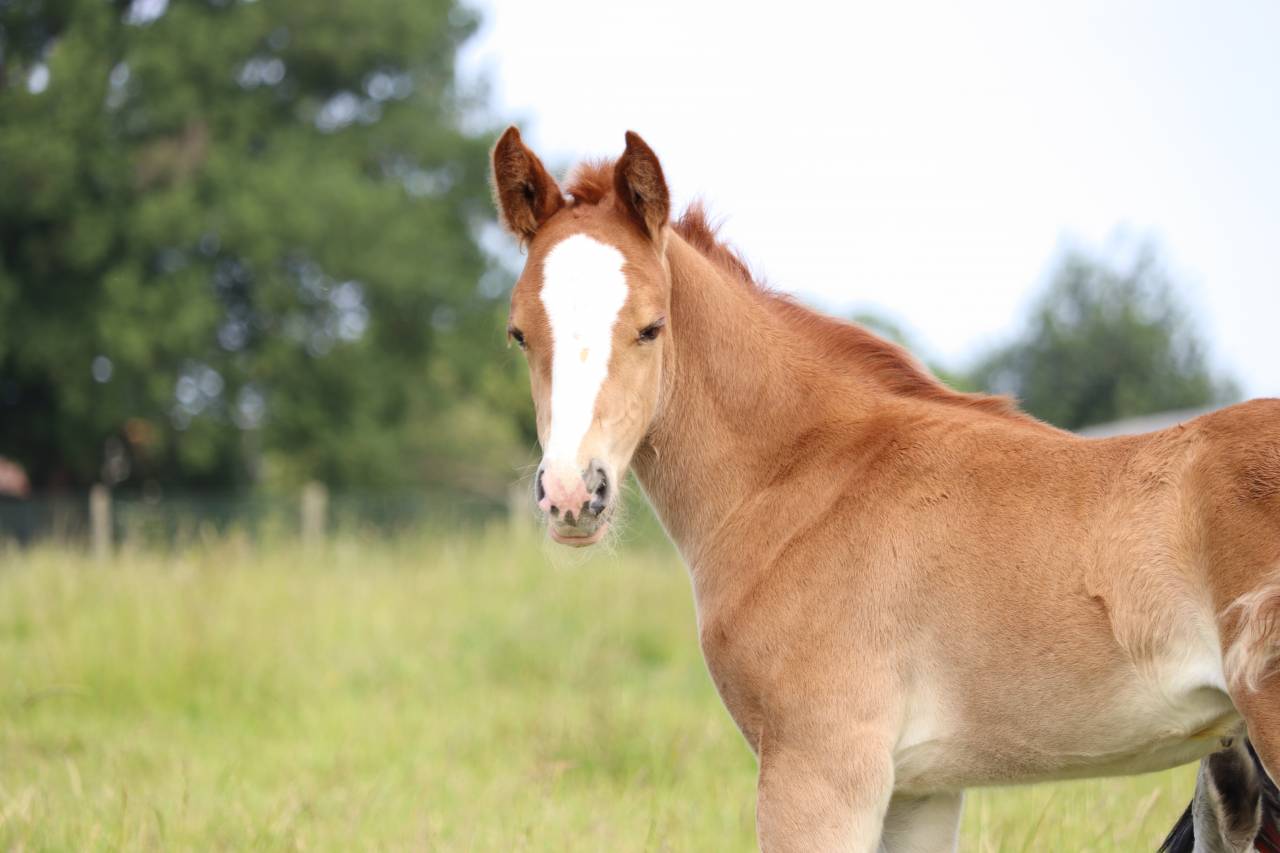 Poney Foal PFS par King Kong star d'été