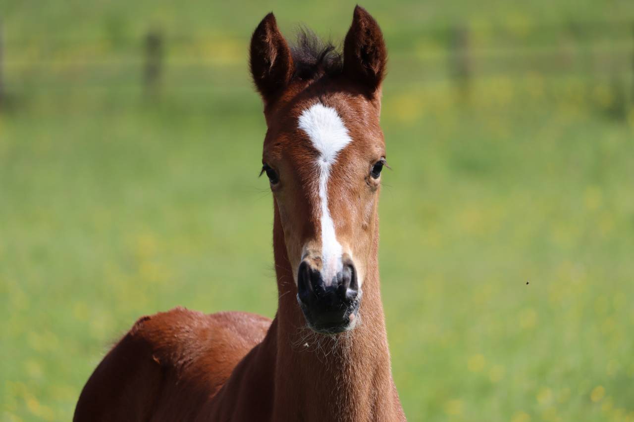 Poulain Foal SF par Consult DL Vie