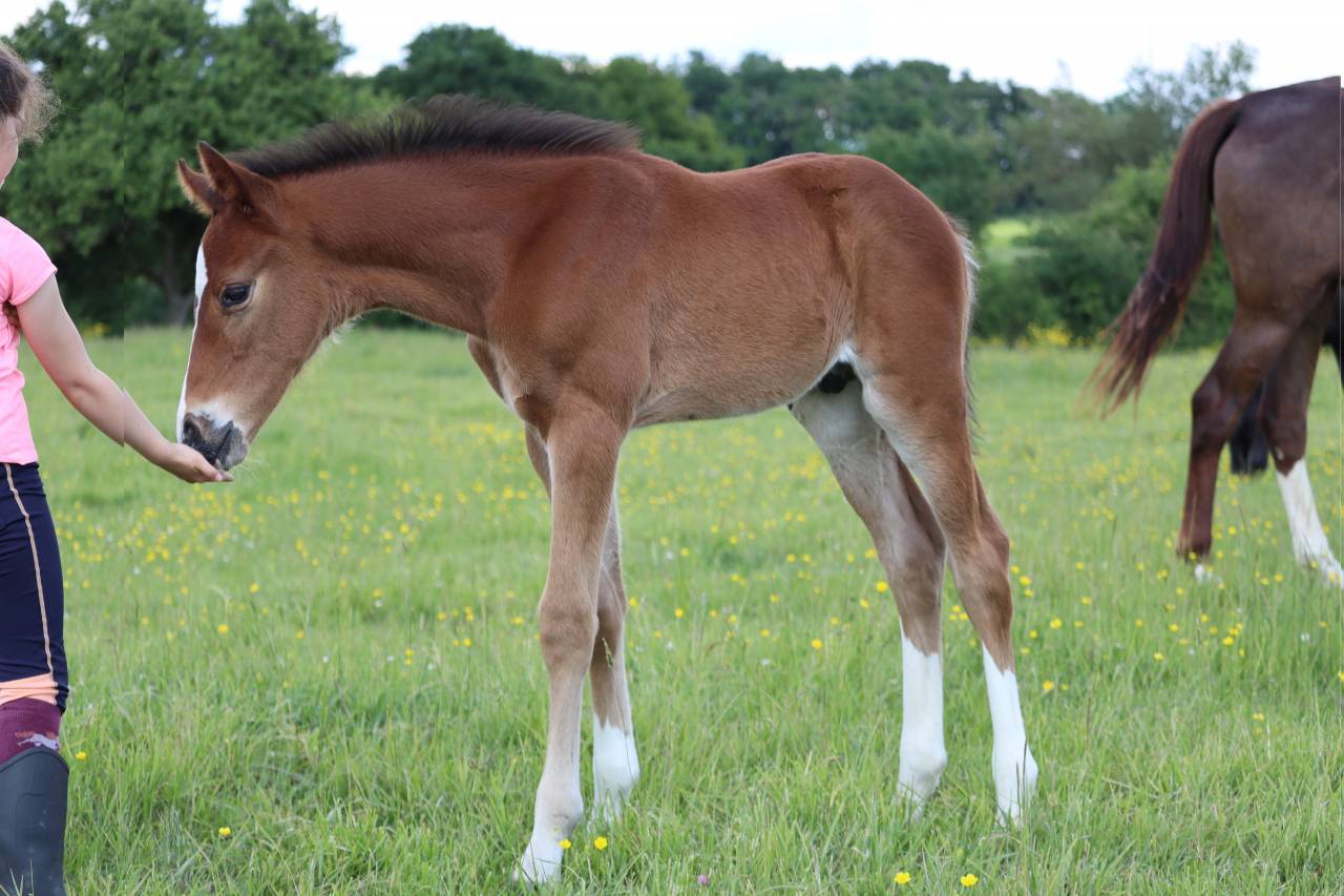 Poulain Foal SF par Consult DL Vie