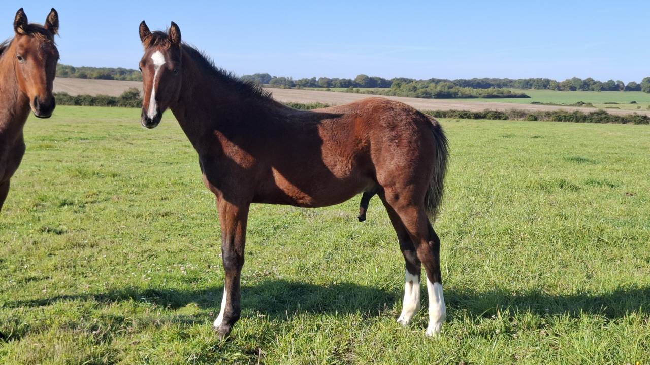 Poulain Foal SF par Consult DL Vie