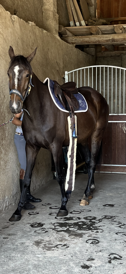 Poulinière de 4ans SF