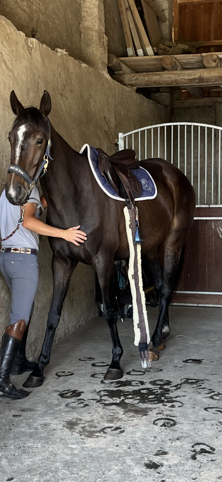 Poulinière de 4ans SF