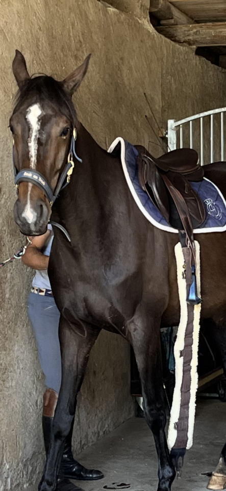 Poulinière de 4ans SF